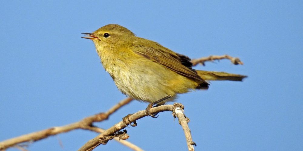 Chiffchaff: Andalucia Bird Society’s ‘Bird of the Month’