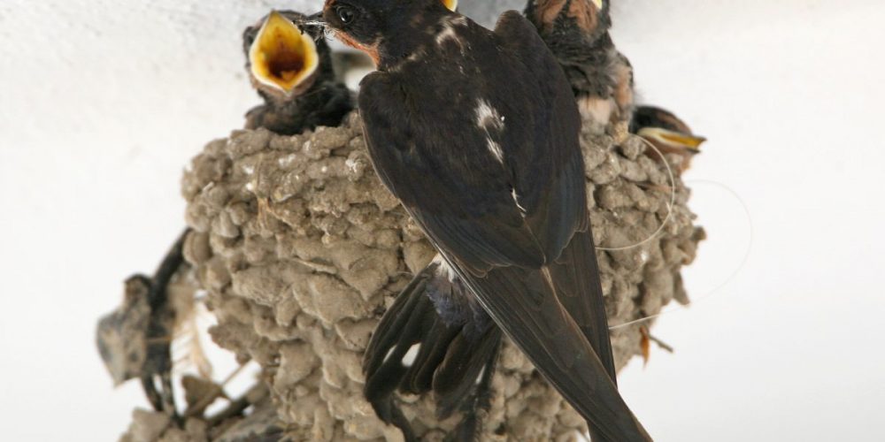 Barn Swallow: Andalucia Bird Society’s ‘Bird of the Month’