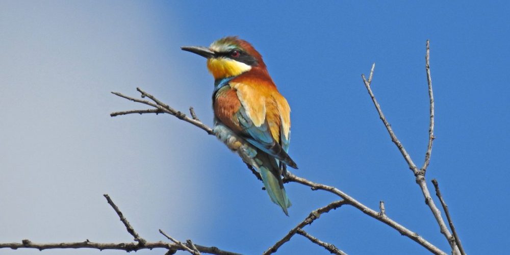 European Bee Eater: Andalucia Bird Society’s ‘Bird of the Month’